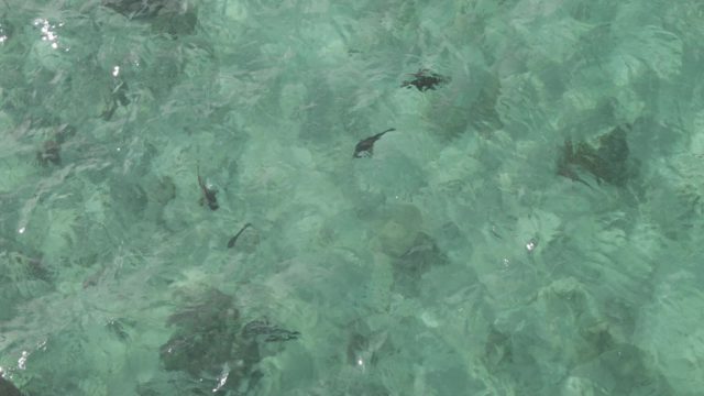 PLAYA EL ARBOLITO CABO PULMO BCS MEXICO-2022: Fish Swimming in Shallow Clear Turquoise Water