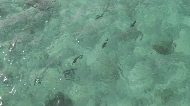 PLAYA EL ARBOLITO CABO PULMO BCS MEXICO-2022: Overhead View of Fish Swimming in Clear Turquoise Water