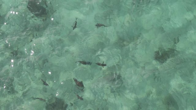 PLAYA EL ARBOLITO CABO PULMO BCS MEXICO-2022: Overhead View of Fish Swimming in Clear Turquoise Water