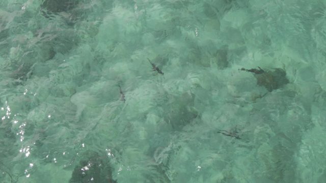 PLAYA EL ARBOLITO CABO PULMO BCS MEXICO-2022: Overhead View of Fish Swimming in Clear Turquoise Water