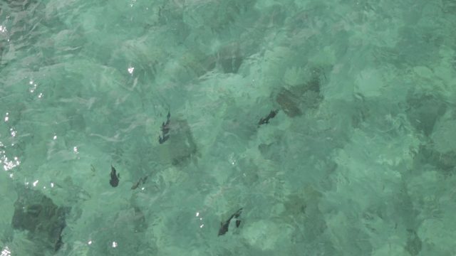 PLAYA EL ARBOLITO CABO PULMO BCS MEXICO-2022: Fish Swimming in Shallow Clear Ocean Water