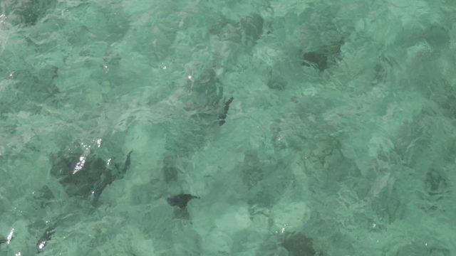 PLAYA EL ARBOLITO CABO PULMO BCS MEXICO-2022: Fish Swimming in Clear Turquoise Shallow Water