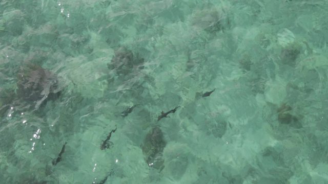 PLAYA EL ARBOLITO CABO PULMO BCS MEXICO-2022: Fish Swimming in Clear Turquoise Water Over Rocks