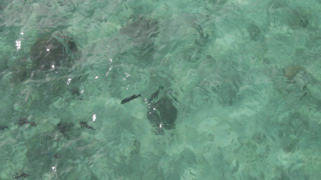 PLAYA EL ARBOLITO CABO PULMO BCS MEXICO-2022: Fish Swimming in Shallow Clear Ocean Water