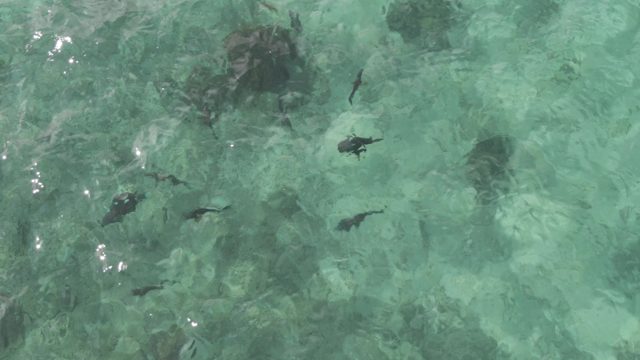 PLAYA EL ARBOLITO CABO PULMO BCS MEXICO-2022: Small Fish Swimming in Shallow Clear Water