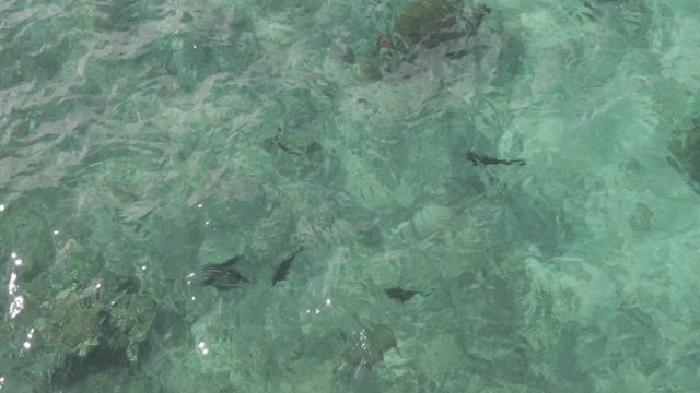 PLAYA EL ARBOLITO CABO PULMO BCS MEXICO-2022: Fish Swimming in Shallow Clear Ocean Water