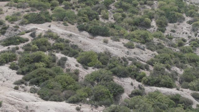 PLAYA EL ARBOLITO CABO PULMO BCS MEXICO-2022: Rocky Hillside with Green Shrubs and Sparse Vegetation