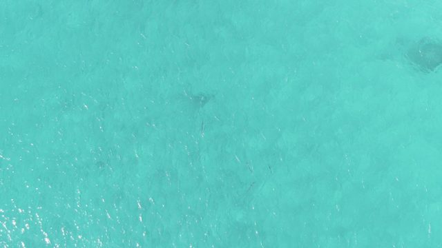 BUZZARDS EAST CAPE LOS CABOS BCS MEXICO-2022: Fish Swimming in Turquoise Ocean Water