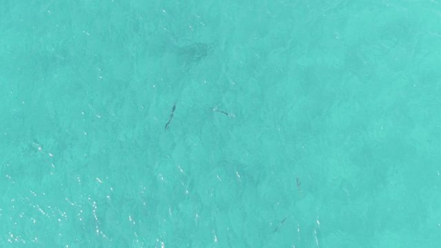 BUZZARDS EAST CAPE LOS CABOS BCS MEXICO-2022: Small Fish Swimming in Clear Turquoise Shallow Water
