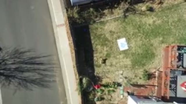 WESTMINSTER COLORADO-2016: Pet Enjoys Playtime in Backyard on Sunny Day