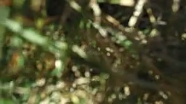 WESTMINSTER COLORADO-2016: Grass Zoomed In Large Field Magnified Close Blurred