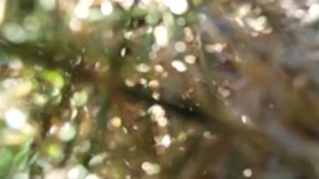 WESTMINSTER COLORADO-2016: Close Up Blurry Video Of Some Long Grass Moving In