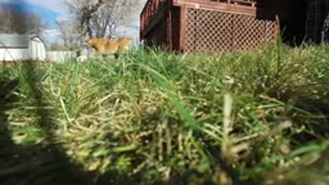 WESTMINSTER COLORADO-2016: Brown Dog Running Along The Grass