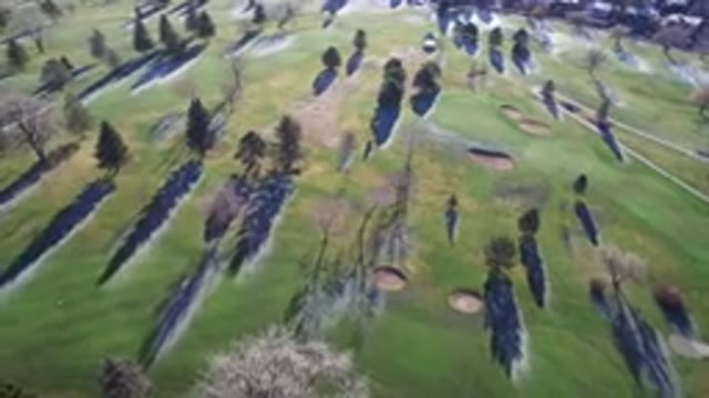 WESTMINSTER COLORADO-2016: Flight City Flores Pine Trees Shadows Field Green