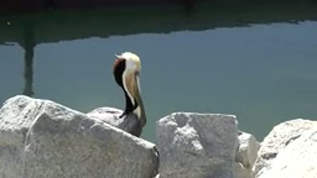 SAN JOSE DEL CABO MEXICO-2017: A Bird Near A Lake And Rocks