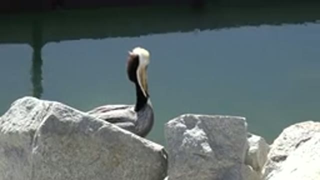 SAN JOSE DEL CABO MEXICO-2017: Sole Tucan Standing Beside A Water