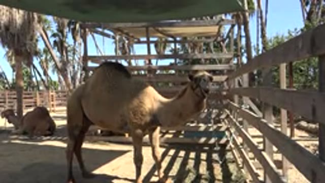 SAN JOSE DEL CABO MEXICO-2017: Video Of A Camel Tied Up In A Stable Who Is Chewing Calmly
