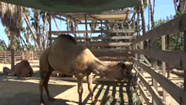 SAN JOSE DEL CABO MEXICO-2017: The Camels Relax Under The Shed On A Hot Sunny