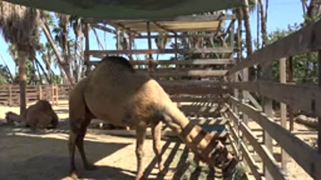 SAN JOSE DEL CABO MEXICO-2017: Camel Eating From Trough In The Middle Of The Day