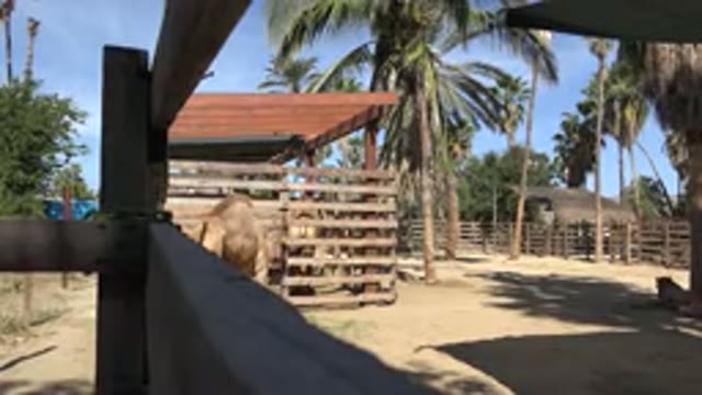 SAN JOSE DEL CABO MEXICO-2017: Camel Domesticated In A Farm Background With Some