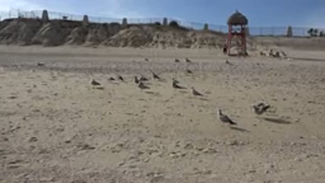 CABO SAN LUCAS MEXICO-2017: Birds Walking And Flying On A Deserted Beach With A