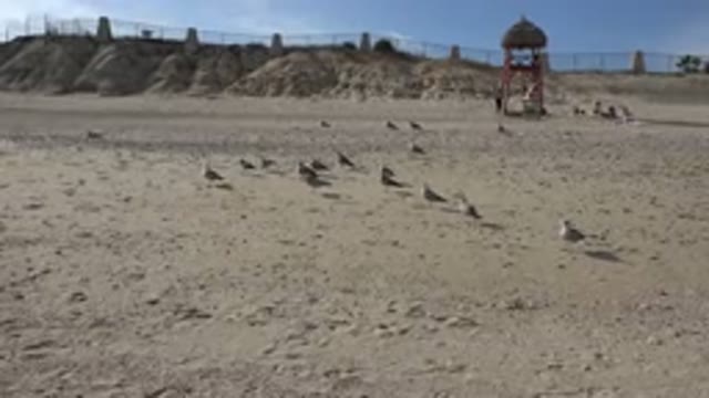 CABO SAN LUCAS MEXICO-2017: Flock Of Seagulls Standing Still On Beach With Dunes