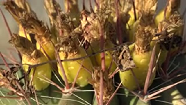 LOS CABOS MEXICO-2017: Peeled Pineapple with Bright Yellow Flesh
