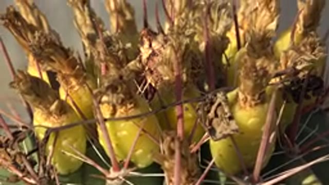 LOS CABOS MEXICO-2017: Closeup Of Cactus Showing Spines