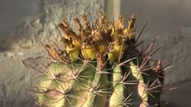 LOS CABOS MEXICO-2017: A View Of A Prickly Plant And Rocks Around