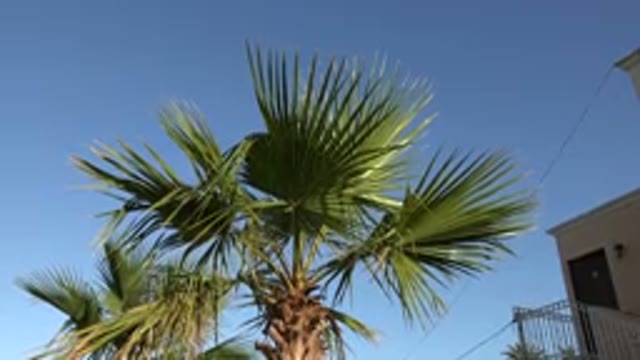 LOS CABOS MEXICO-2017: Moving From Top To Bottom Of Large Palm Tree Near