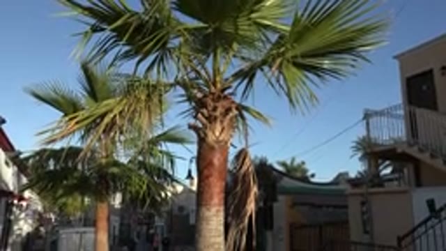 LOS CABOS MEXICO-2017: Coconut Tree In The Middle Of The City For Many Years