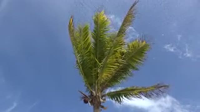 LOS CABOS MEXICO-2017: Palm Tree Blowing in the Wind Under Blue Sky with Clouds