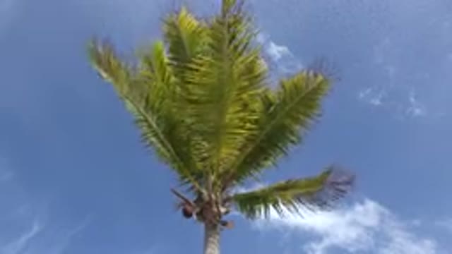 LOS CABOS MEXICO-2017: Palm Tree Swaying In The Breeze