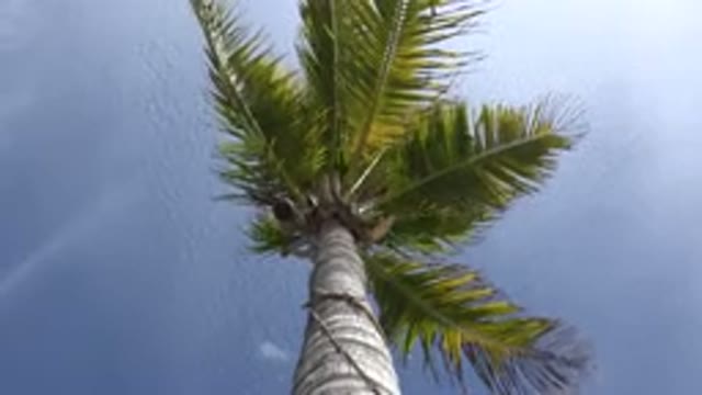 LOS CABOS MEXICO-2017: A Palm Tree Blowing In The Wind On A Sunny Day Viewed