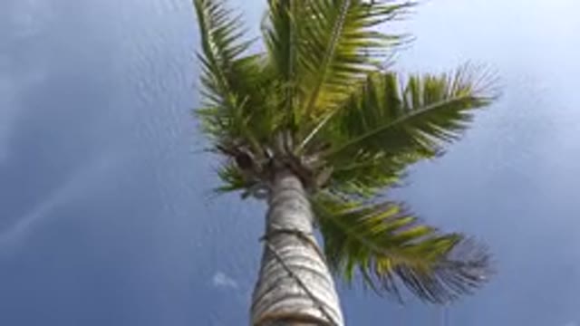 LOS CABOS MEXICO-2017: Nature Is Too Beautiful Because Even A Coconut Tree On A