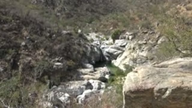LOS CABOS MEXICO-2017: Video Of Distant Creek In The Woods