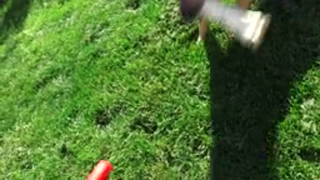 WESTMINSTER COLORADO-2016: Adorable and Talented Dog Playing Fetch
