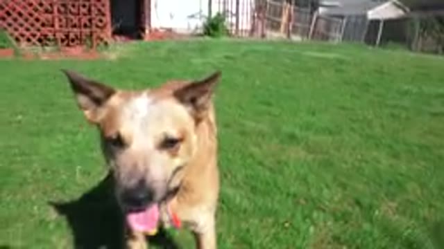 WESTMINSTER COLORADO-2016: Dog Mammal Looking at Camera in Backyard with Tongue Out