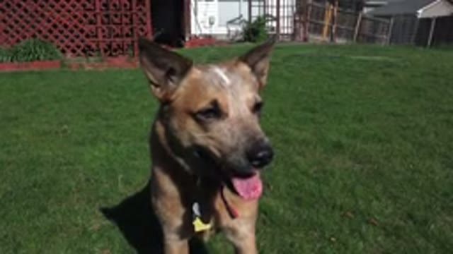 WESTMINSTER COLORADO-2016: Big Brown Dog With Its Tongue Out In A Backyard With