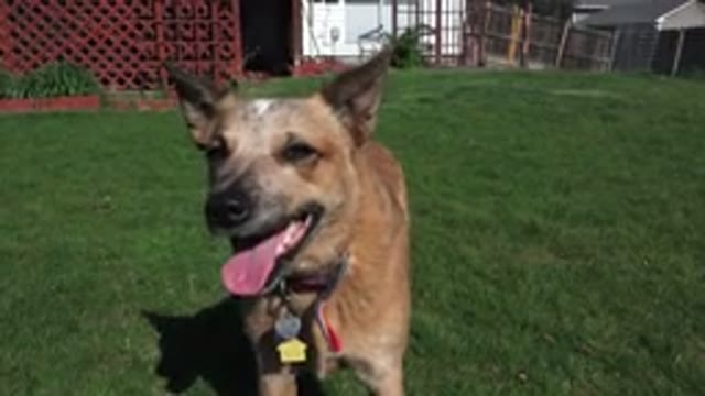 WESTMINSTER COLORADO-2016: A Beautiful Dog Looking At The Camera In A Garden Of