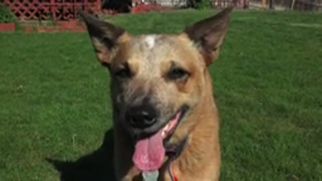 WESTMINSTER COLORADO-2016: Dog Staring At The Camera