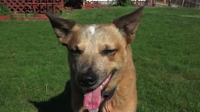 WESTMINSTER COLORADO-2016: A Cute Dog Sitting in Backyard Feeling Happy
