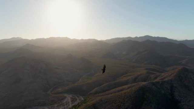 CABO PULMO BCS MEXICO-2023: Eagle Soaring Over Mountain Valley