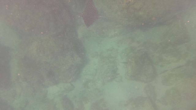 SAN JOSE DEL CABO BCS MEXICO-2023: Spotted Ray Swimming Among Underwater Rocks