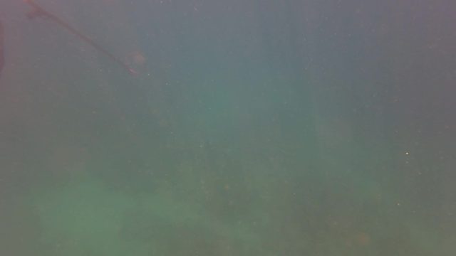 SAN JOSE DEL CABO BCS MEXICO-2023: Diver Spearfishing and Catching a Fish Underwater