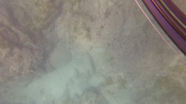 SAN JOSE DEL CABO BCS MEXICO-2023: Spearfishing Underwater: Fish Targeted and Speared