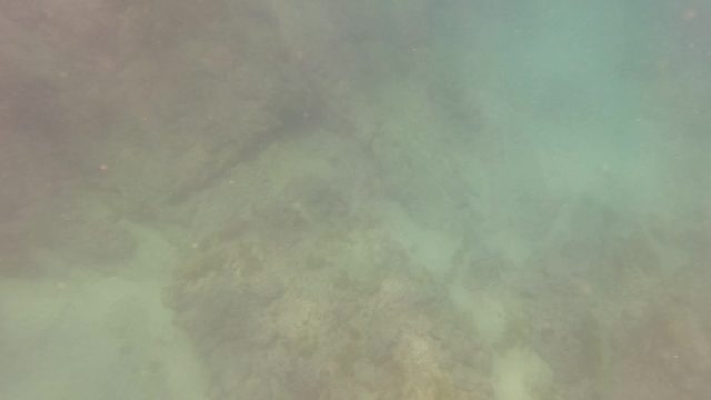 SAN JOSE DEL CABO BCS MEXICO-2023: Spearfishing Underwater with a Speargun