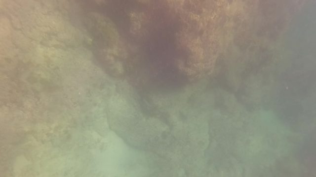 SAN JOSE DEL CABO BCS MEXICO-2023: Underwater Coral Reef and Shifting Seabed View