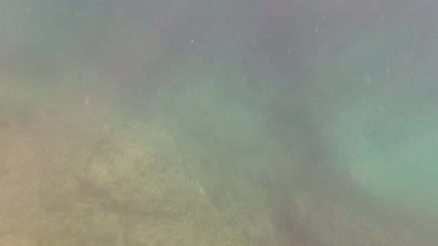 SAN JOSE DEL CABO BCS MEXICO-2023: Large Fish Swimming in Murky Underwater Environment