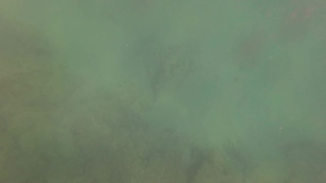 SAN JOSE DEL CABO BCS MEXICO-2023: Fish Swimming Through Clear Ocean Water